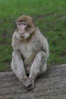 Monkey 0259.JPG