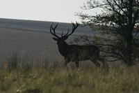 Lyme Park Deer 025