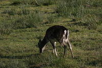 Lyme Park Deer 035