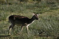 Lyme Park Deer 044