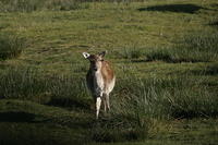 Lyme Park Deer 055