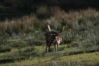 Lyme Park Deer 072