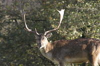 Lyme Park Deer 078