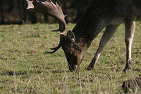 Lyme Park Deer 083