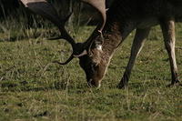 Lyme Park Deer 088