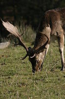 Lyme Park Deer 092