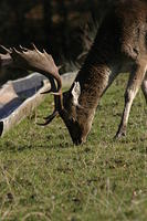 Lyme Park Deer 095