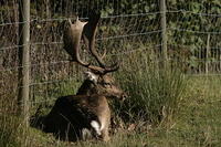 Lyme Park Deer 098