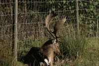 Lyme Park Deer 099