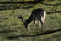 Lyme Park Deer 136