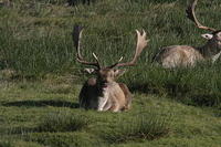 Lyme Park Deer 160