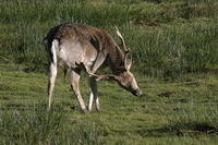 Lyme Park Deer 163