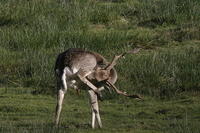 Lyme Park Deer 167