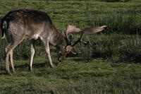 Lyme Park Deer 178