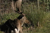 Lyme Park Deer 190