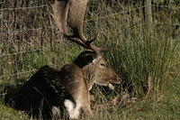 Lyme Park Deer 191