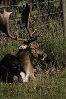 Lyme Park Deer 192