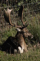 Lyme Park Deer 197