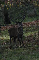 Lyme Park Deer 283