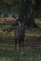 Lyme Park Deer 294