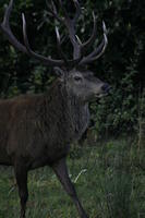 Lyme Park Deer 297