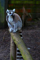 0391 Chester Zoo