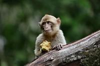 0315 Monkey Forest