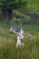 0347 Deer Calf Walk