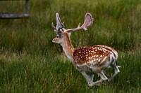 0391 2 Deer Calf Walk