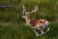 0391 Deer Calf Walk