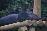 0185 Exmoor Zoo