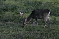 Lyme Park Deer 155
