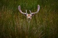 0373 Deer Calf Walk